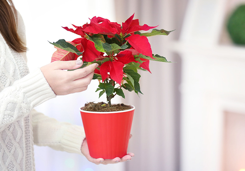 poinsettia