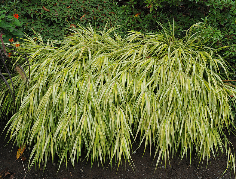 Hakone Grass