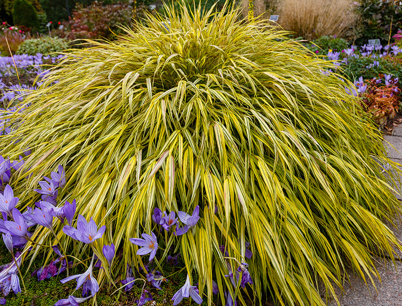 Hakone Grass