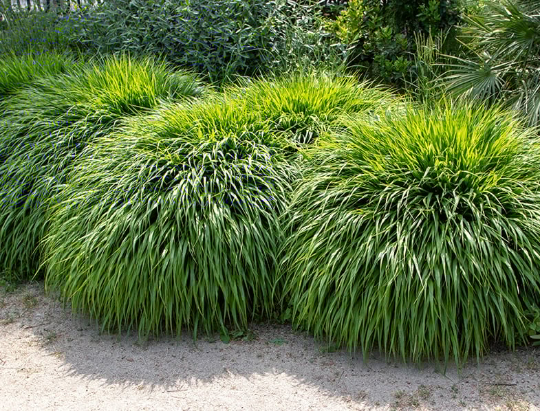 Hakone Grass