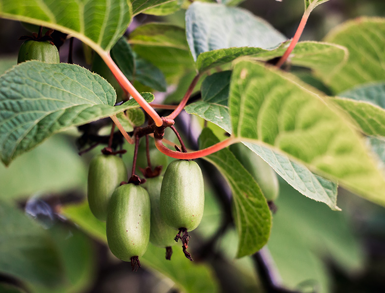 Hardy Kiwi