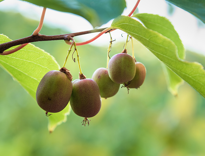 Hardy Kiwi