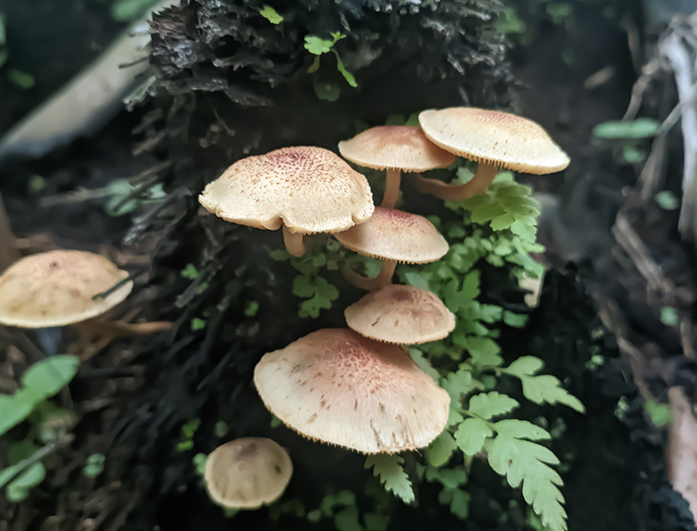 Fungi