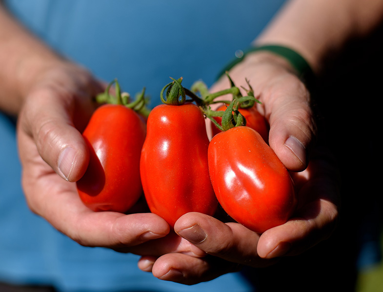 Harvesting San Marzano Tomatoes