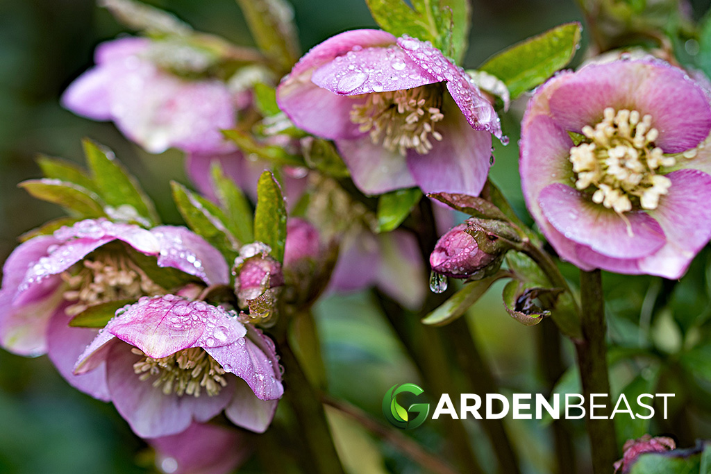 Hellebore