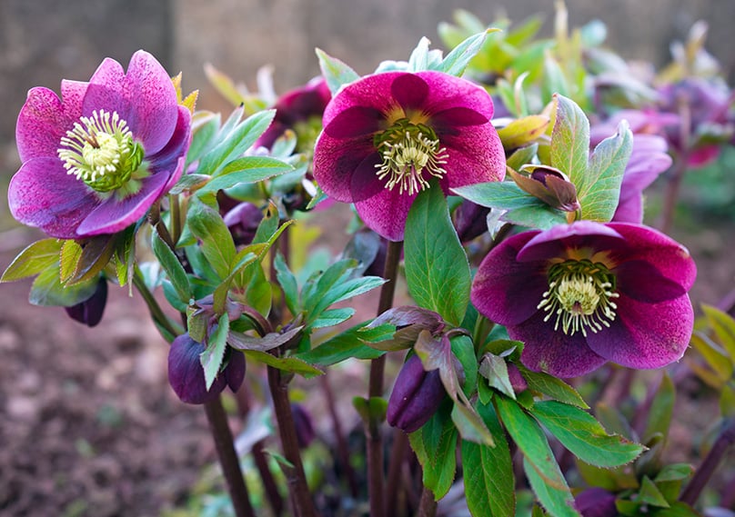 Hellebore