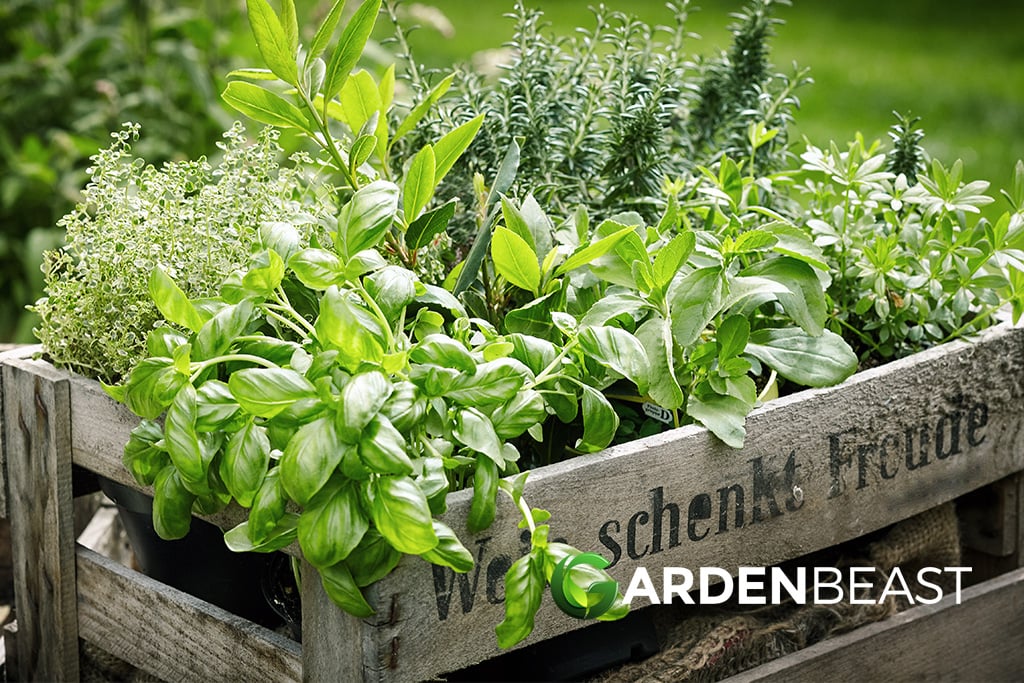 Herb Garden