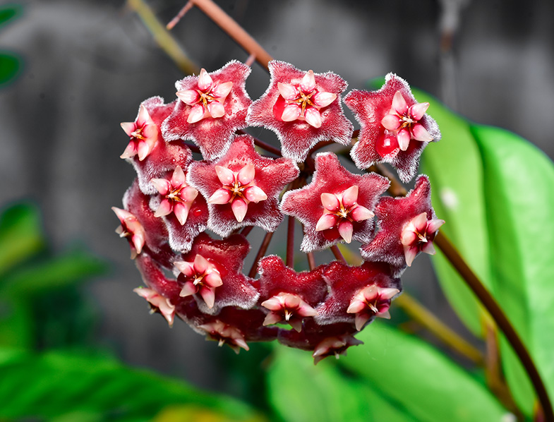 Hindu Rope Plant