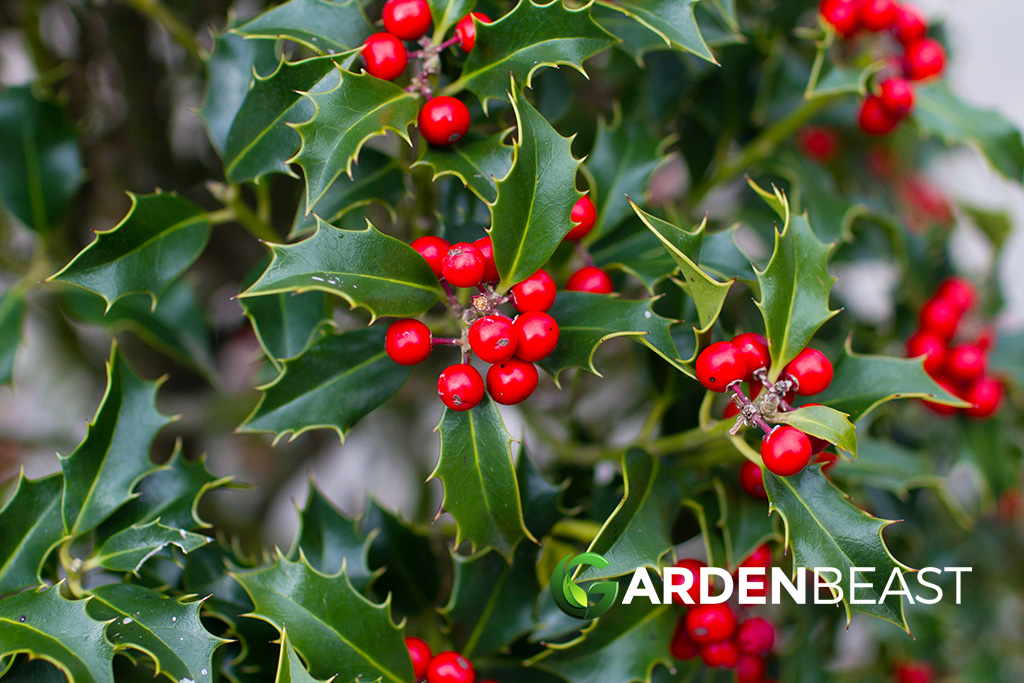 Holly Bush