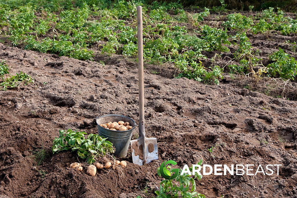Homesteading