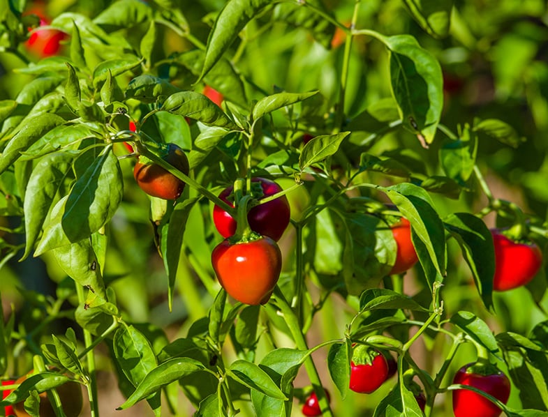 Hot Cherry Peppers