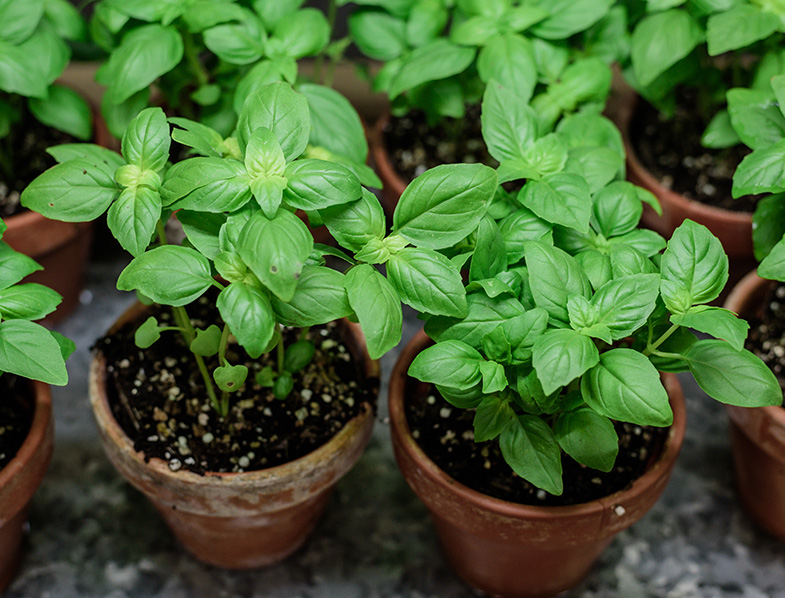 How Long Does It Take Basil To Grow?