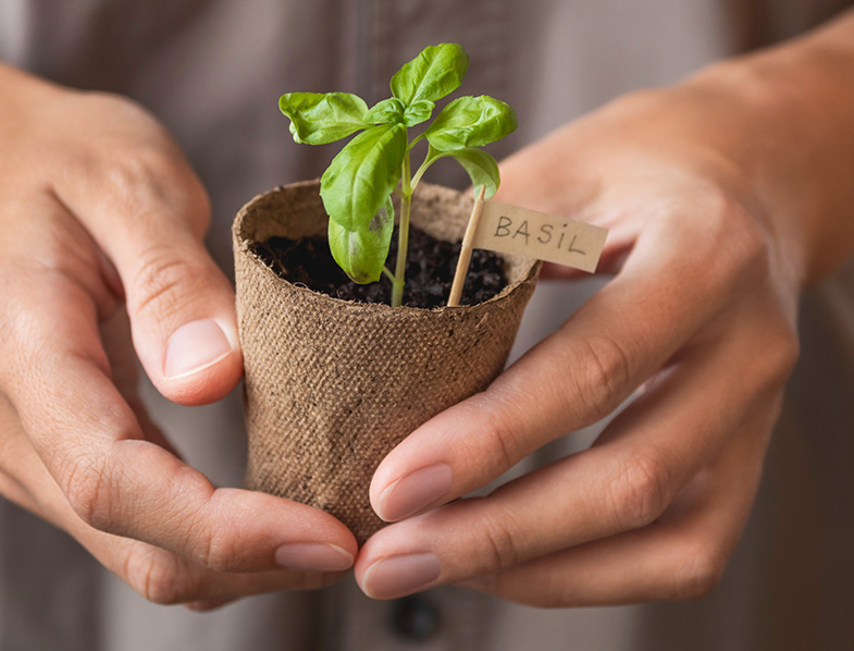 How Long Does It Take Basil To Grow?