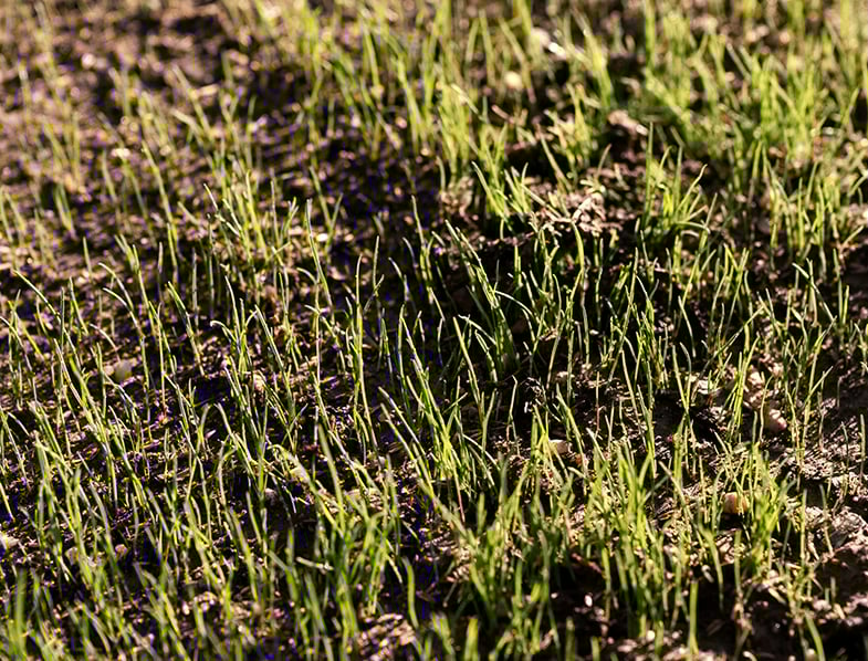 How Long Does It Take For Grass Seed Take To Grow?