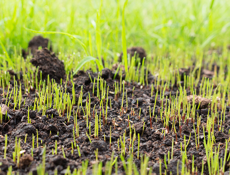 How Long Does It Take For Grass Seed Take To Grow?