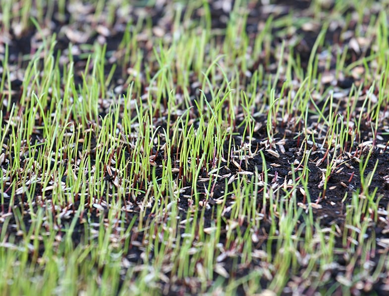 How Long Does It Take For Grass To Grow?