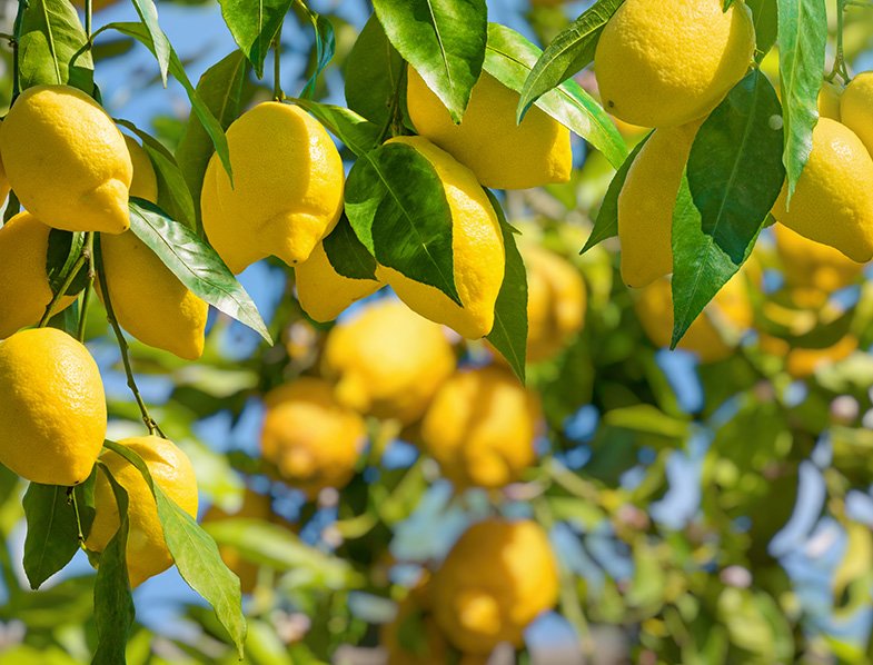How Long Does It Take To Grow A Lemon Tree