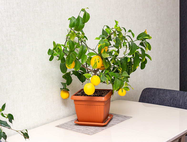 How Long Does It Take To Grow A Lemon Tree