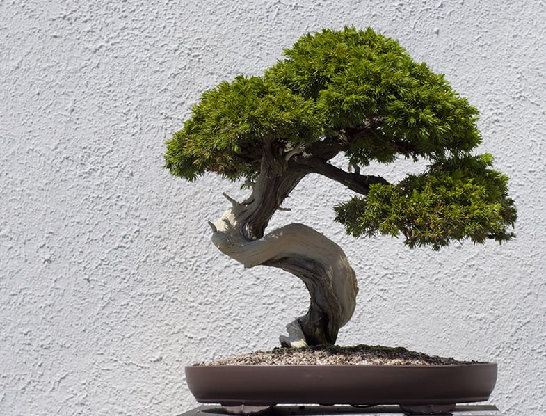 Bonsai Tree