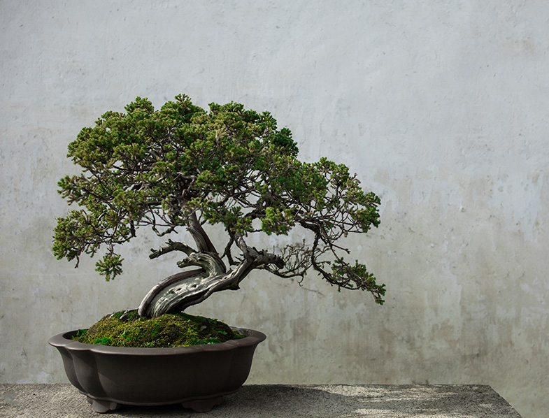 Bonsai Tree