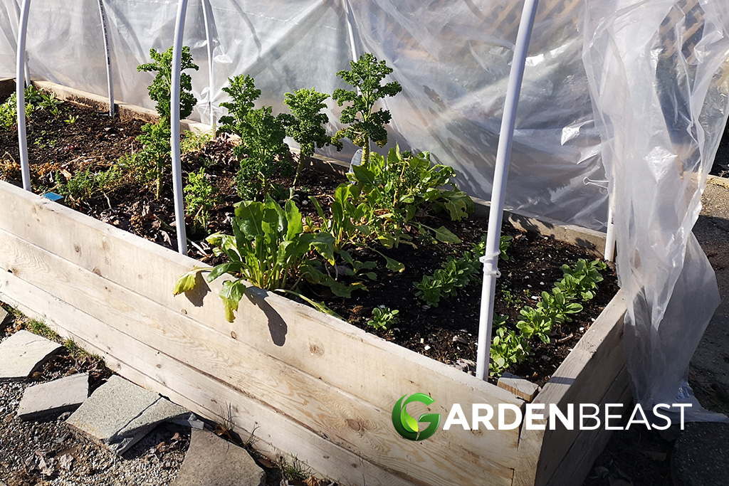 How to Extend The Growing Season