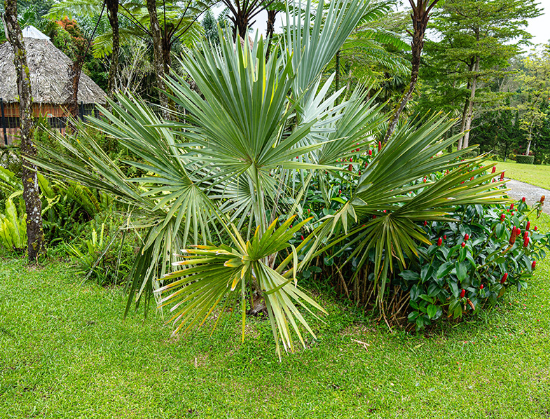 Blue Hesper Palm