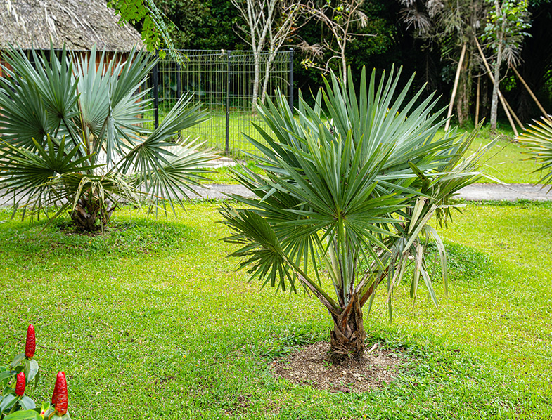 Blue Hesper Palm