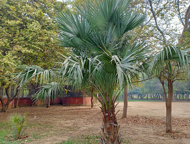 Blue Hesper Palm