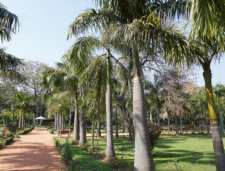 Cuban Royal Palm