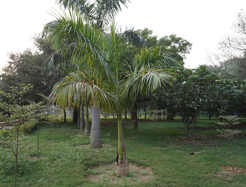 Cuban Royal Palm