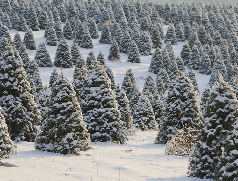 Douglas Fir Tree