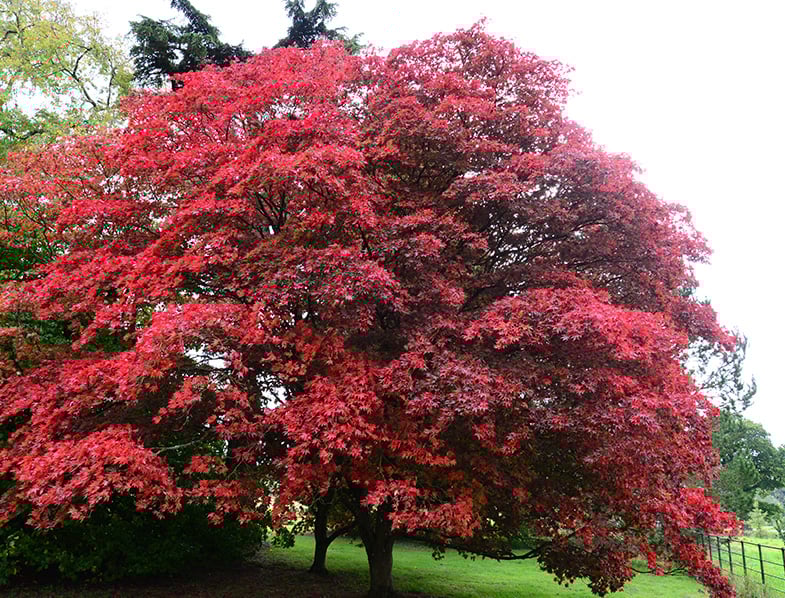 Red Maple Tree