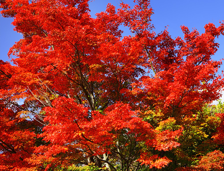 Red Maple Tree