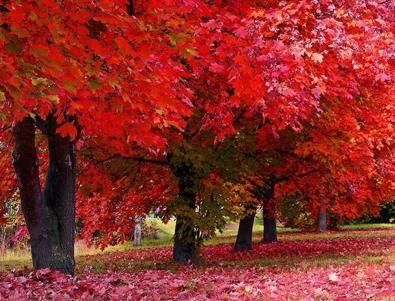 Red Maple Trees
