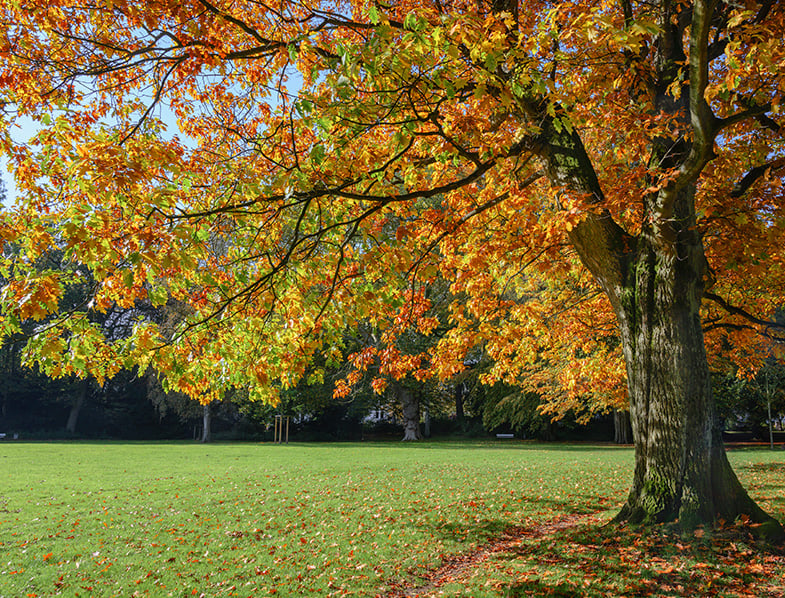 Red Oak Trees