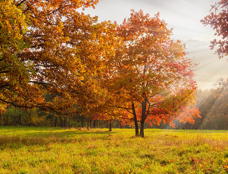 Red Oak Trees