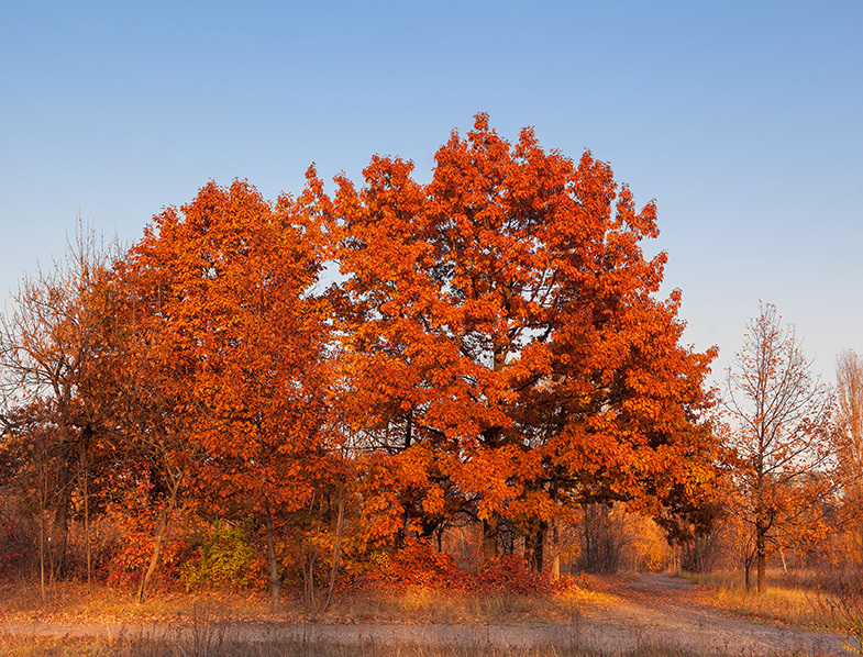 Red Oak Trees