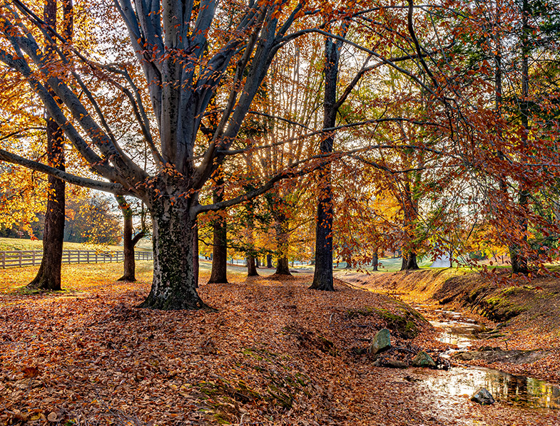 American Beech Tree