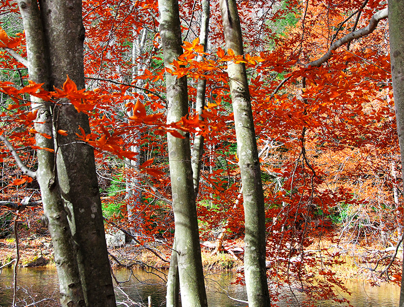 American Beech Tree