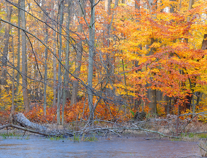 American Beech Tree
