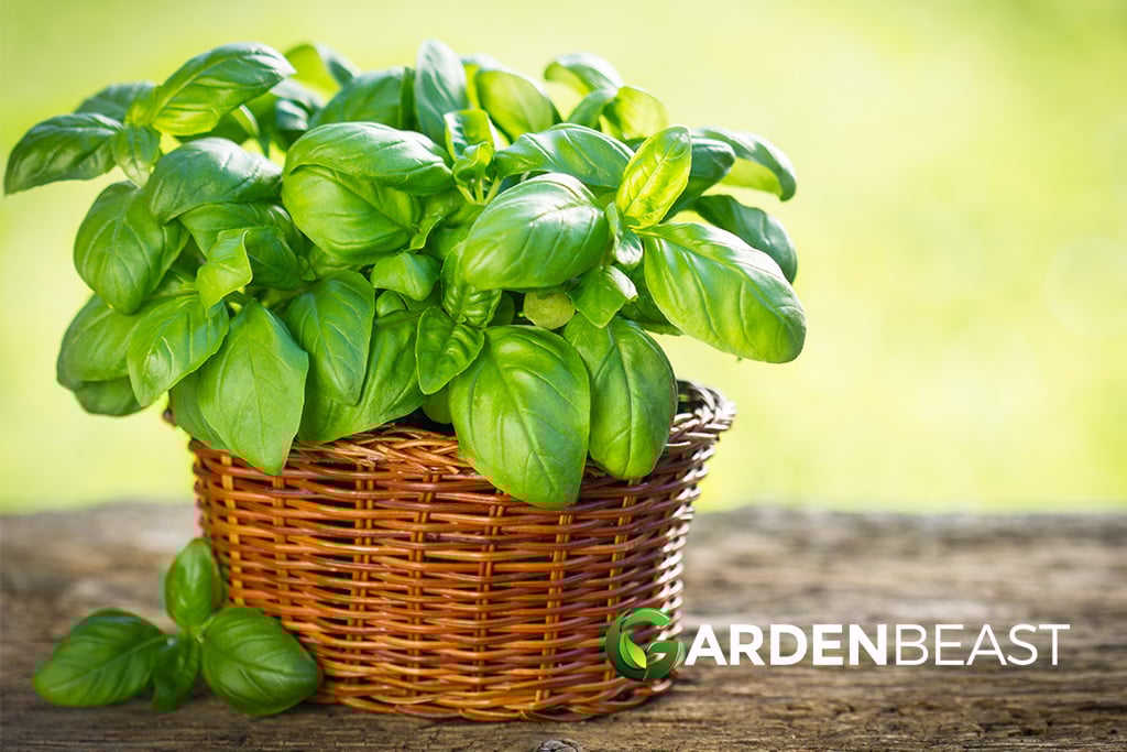 How to Grow Basil