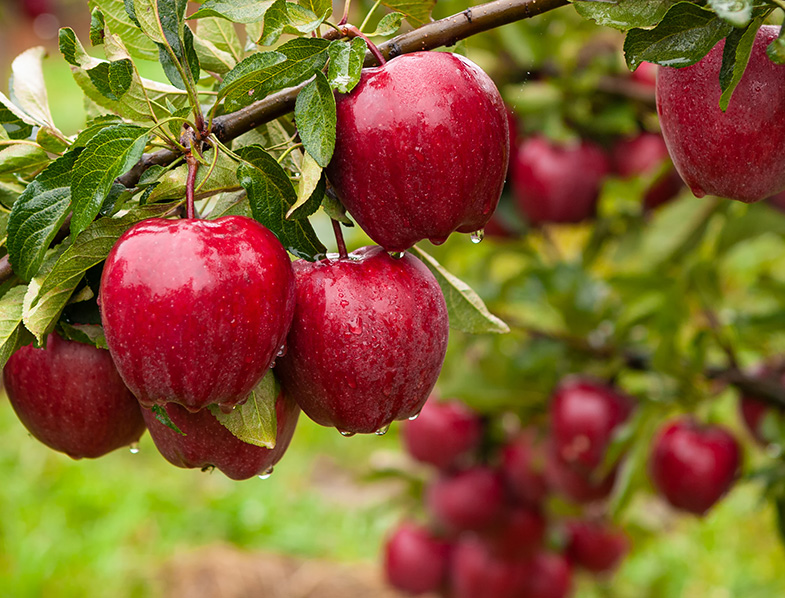 Apple Tree