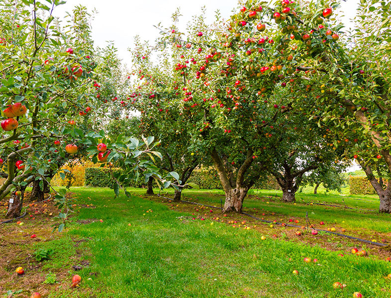 Apple Tree