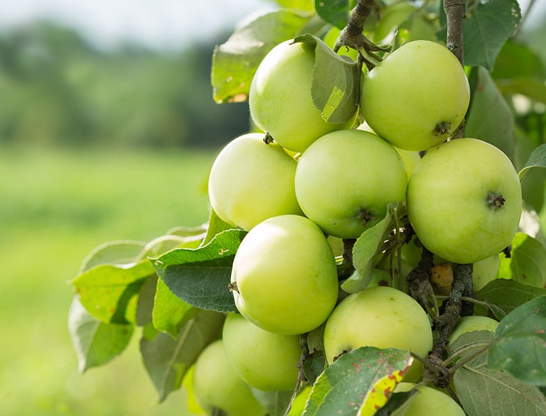 Apple Tree