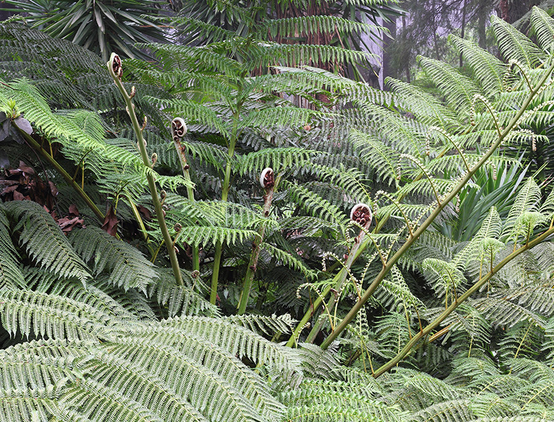 Australian Tree Ferns