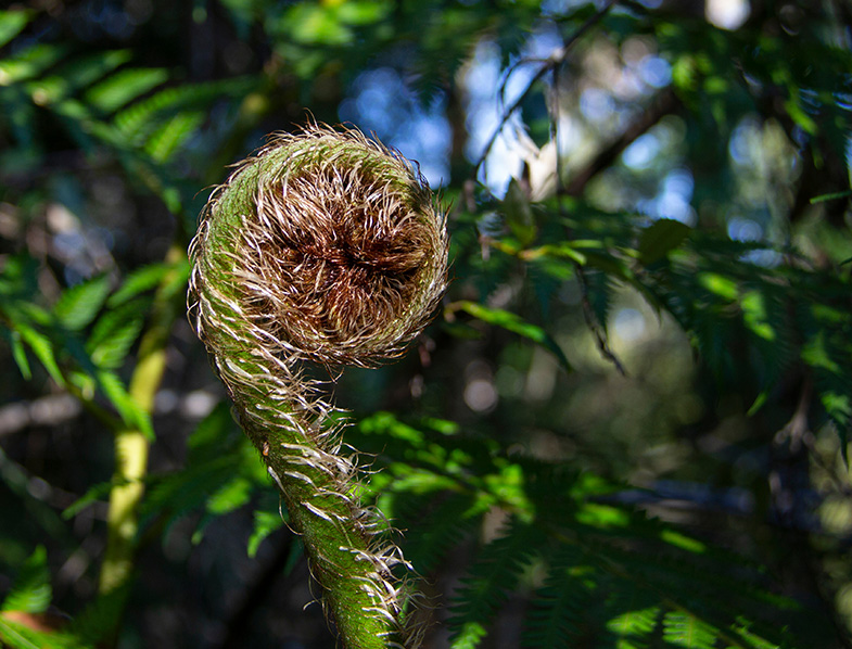 Australian Tree Ferns