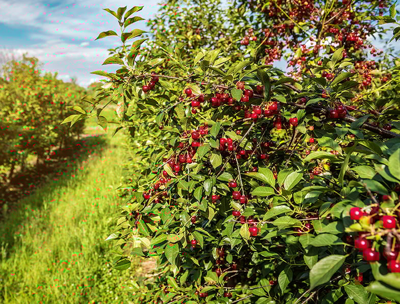 Cherry Tree