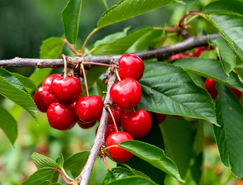 Cherry Tree