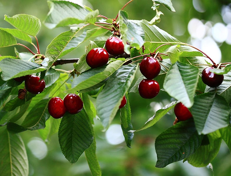 Cherry Tree