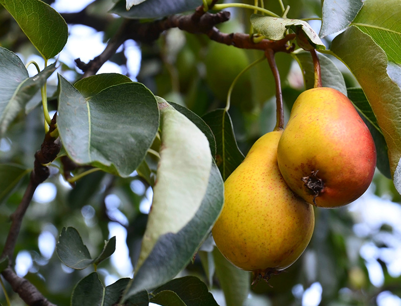 Pear Trees